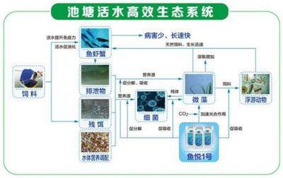 養(yǎng)四大家魚(yú)不容易賺錢(qián)?這個(gè)高效生態(tài)養(yǎng)殖模式請(qǐng)收好!